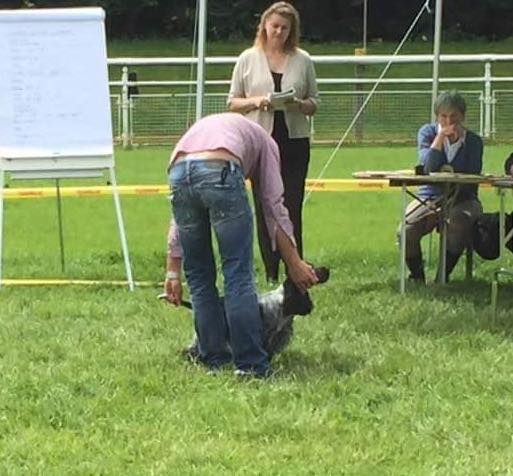 CH. I follow rivers du Domaine de Kérarzic Vilin - 1ère Excellente CAC BOS