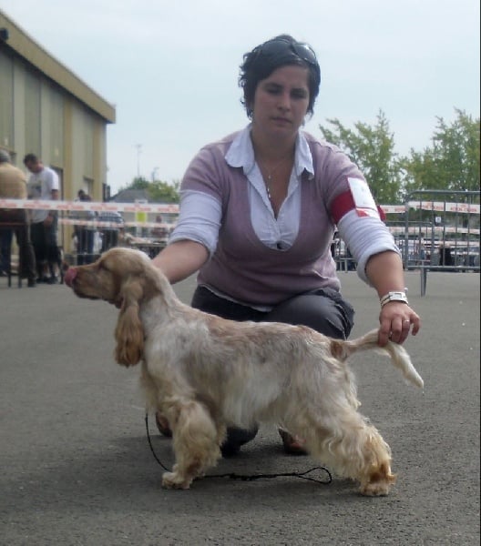 Elastic girl du Domaine de Kérarzic Vilin - 1er Excellente