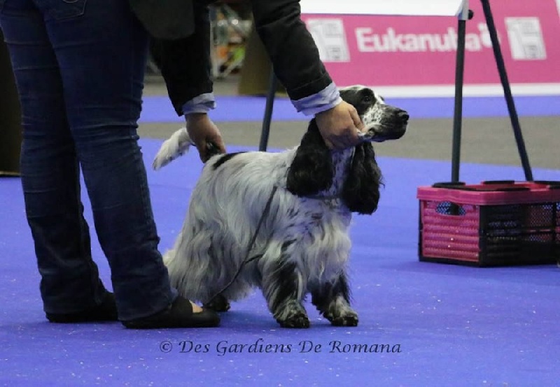 CH. Fatal-beauty du Domaine de Kérarzic Vilin - CAC CACIB BOS