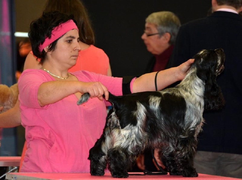 CH. I follow rivers du Domaine de Kérarzic Vilin - 2ème Excellente RCACS