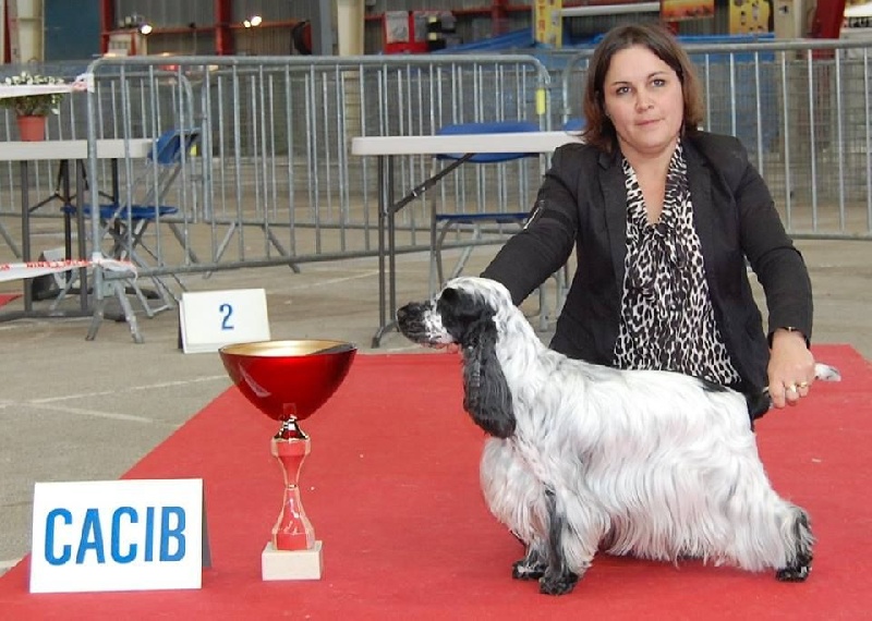 CH. Fatal-beauty du Domaine de Kérarzic Vilin - 1ère Excellente CACS CACIB BOB