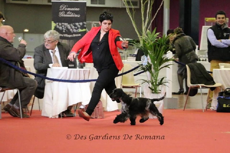 CH. I follow rivers du Domaine de Kérarzic Vilin - 1ère Excellente CACS CACIB BOB BOG2