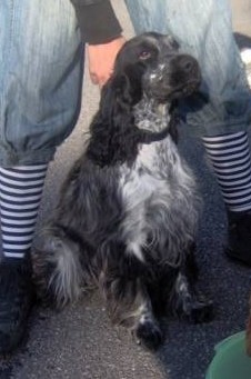 Celtic beauty du Domaine de Kérarzic Vilin - Confirmation