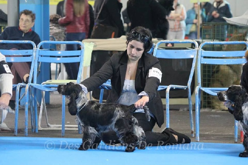 CH. I follow rivers du Domaine de Kérarzic Vilin - Très Prometteur