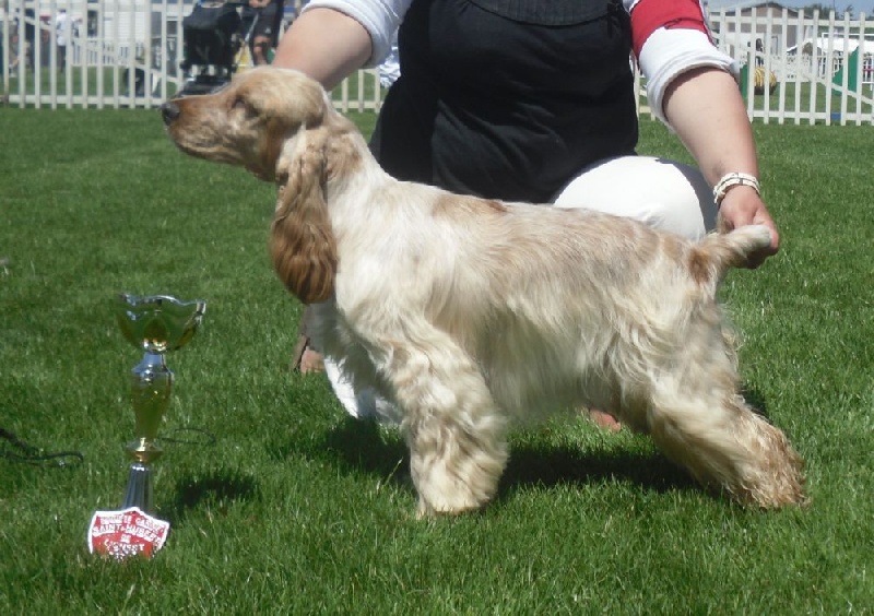 Elastic girl du Domaine de Kérarzic Vilin - 1ère Excellente BOB jeune!!!