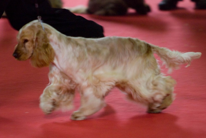 Elastic girl du Domaine de Kérarzic Vilin - 1ère Très Bon