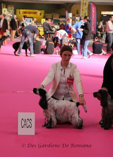 CH. Fatal-beauty du Domaine de Kérarzic Vilin - CACS RCACIB