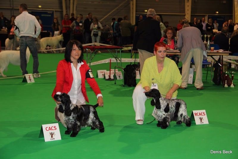 CH. I follow rivers du Domaine de Kérarzic Vilin - 1ère Excellente CACS