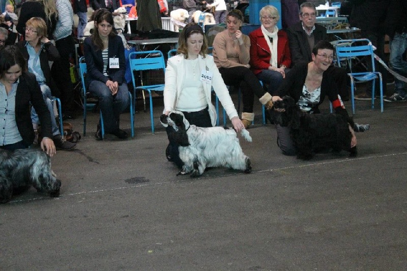 CH. Fatal-beauty du Domaine de Kérarzic Vilin - 3ème Excellente