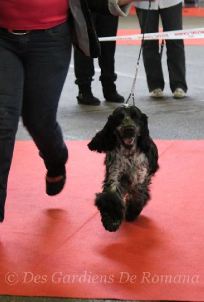 CH. I follow rivers du Domaine de Kérarzic Vilin - 1ère TP, BOB Puppy