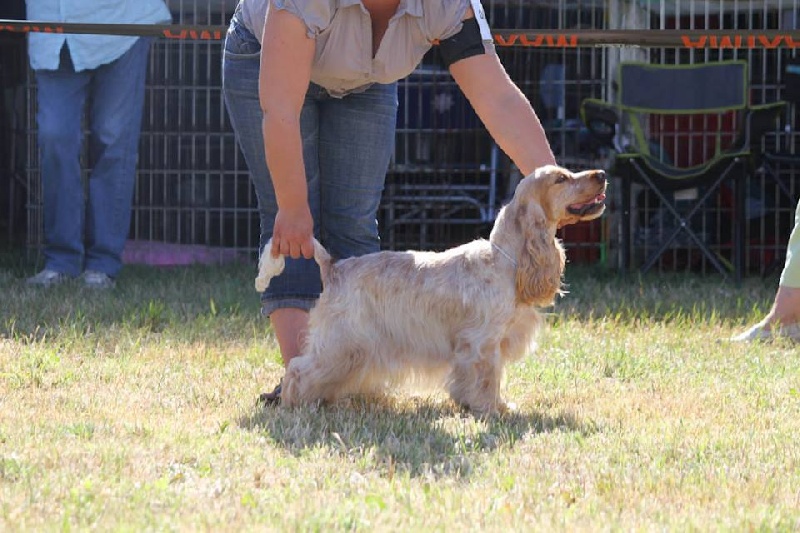 Elastic girl du Domaine de Kérarzic Vilin - 2ème Excellente