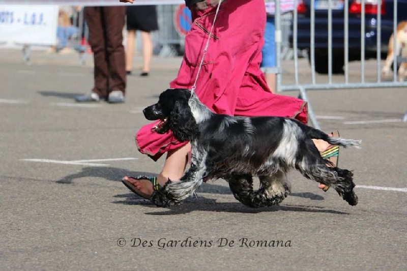 CH. I follow rivers du Domaine de Kérarzic Vilin - 2ème Excellente