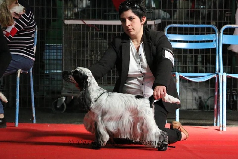 CH. Fatal-beauty du Domaine de Kérarzic Vilin - 2ème Excellente