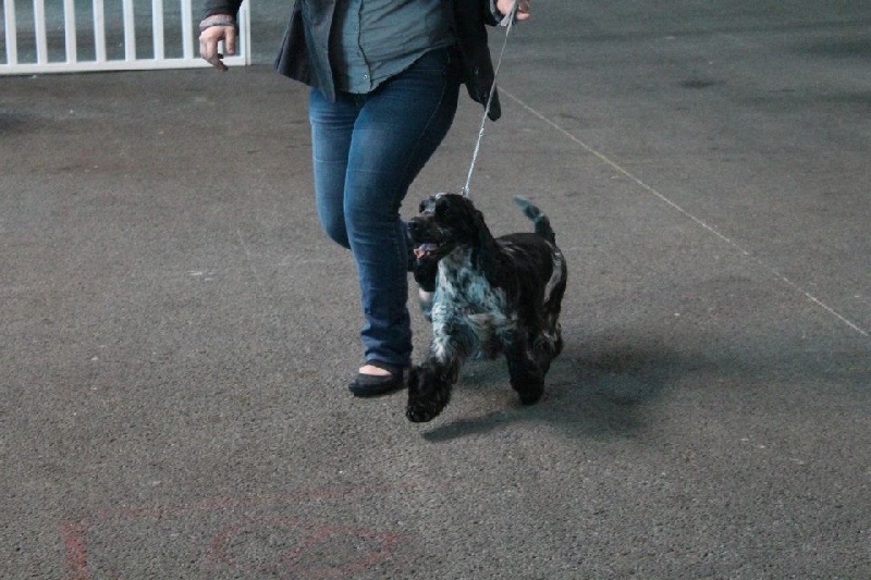 CH. I follow rivers du Domaine de Kérarzic Vilin - 2ème excellente RCACS