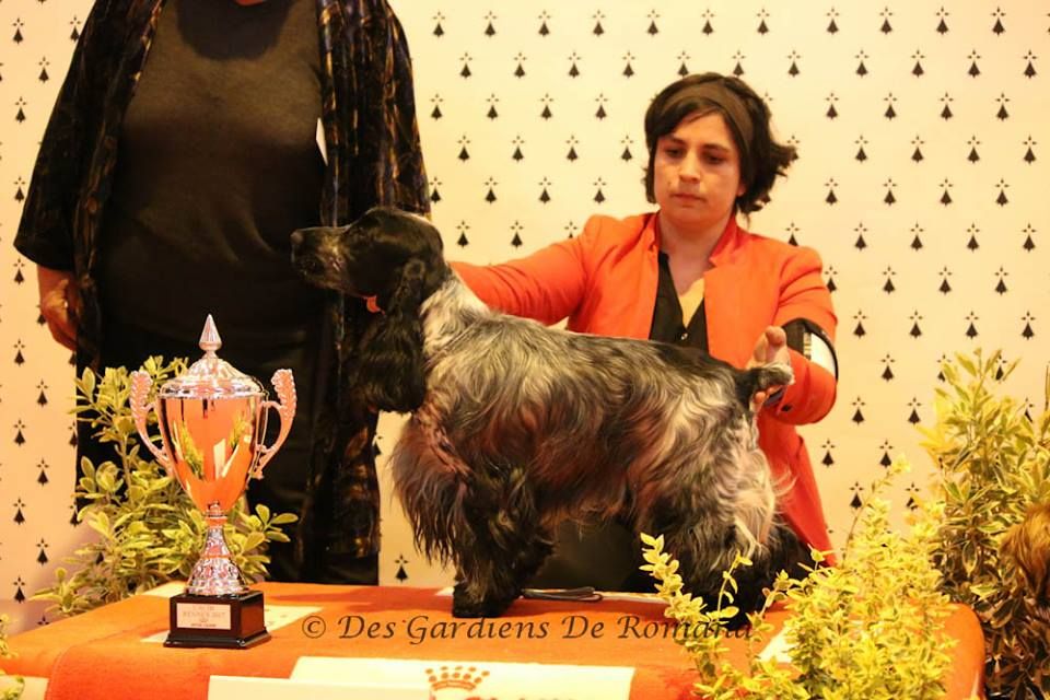 Lesther du Domaine de Kérarzic Vilin - 1er excellent CACS CACIB BOB BOG