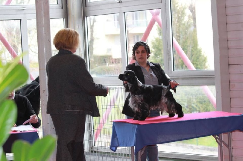 CH. I follow rivers du Domaine de Kérarzic Vilin - CACS CACIB BOB BOG3