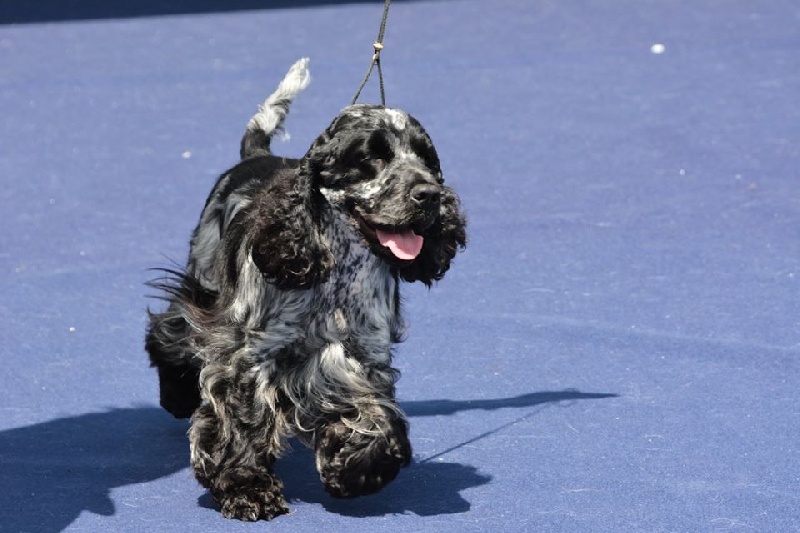 CH. I follow rivers du Domaine de Kérarzic Vilin - 2ème Excellente RCACS