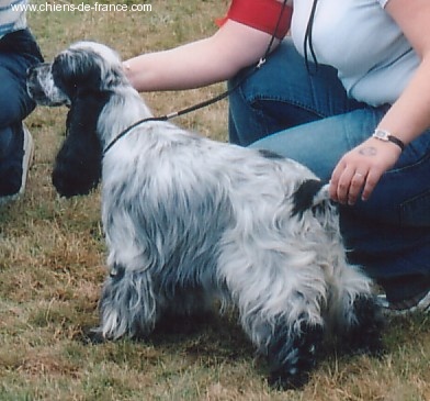 Umia des Epinais - 1ère excellente, CACS