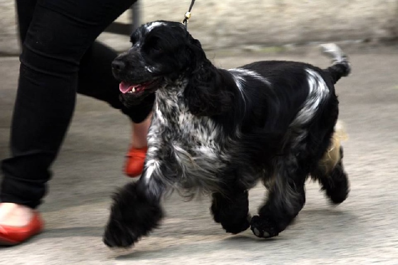 CH. I follow rivers du Domaine de Kérarzic Vilin - 1ère Excellente CACS CACIB BOS