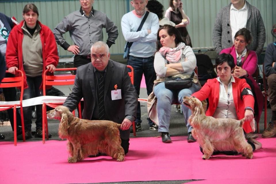 Elastic girl du Domaine de Kérarzic Vilin - 1er excellent BOB Vétéran