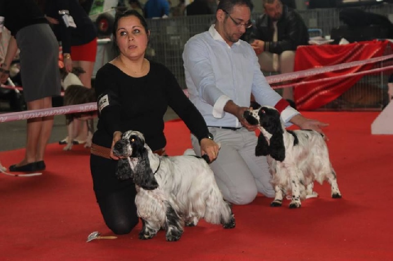 CH. Fatal-beauty du Domaine de Kérarzic Vilin - 2ème Excellente