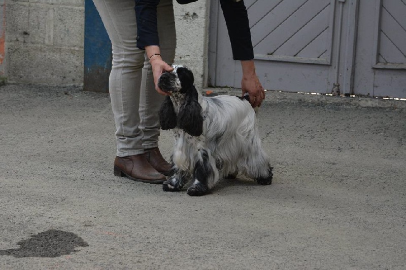 CH. Fatal-beauty du Domaine de Kérarzic Vilin - 2ème Excellente