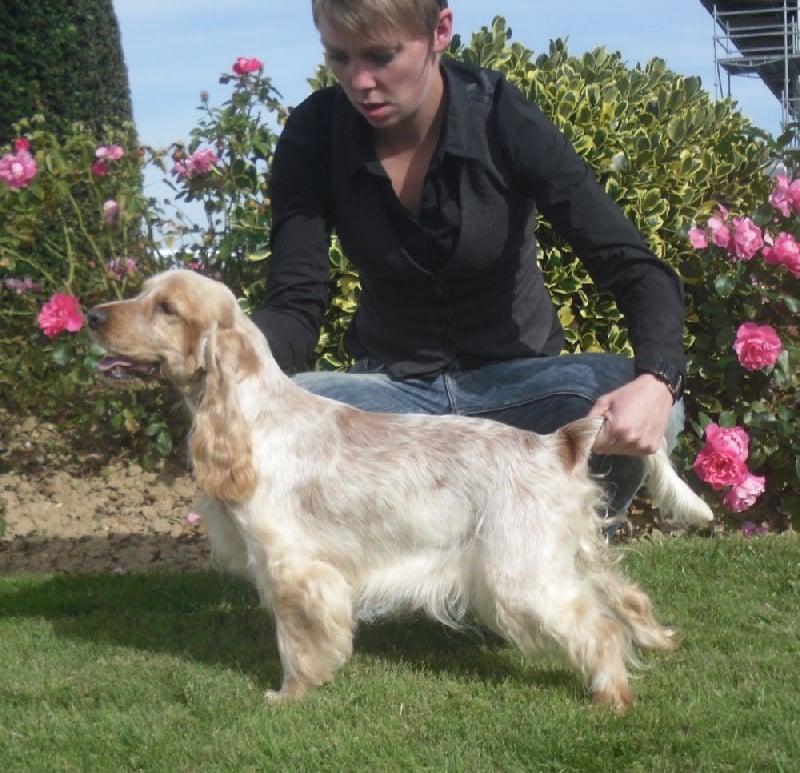 Elastic girl du Domaine de Kérarzic Vilin - 1ère Excellente