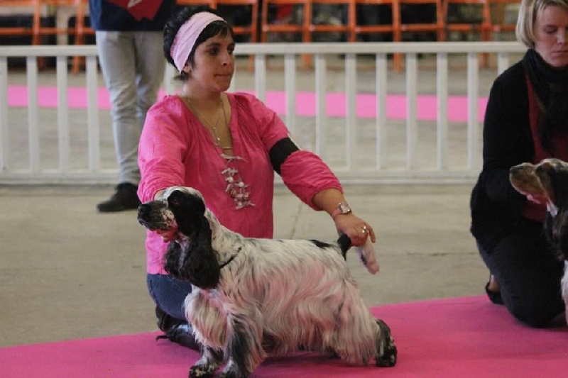 CH. Fatal-beauty du Domaine de Kérarzic Vilin - 3ème Excellente