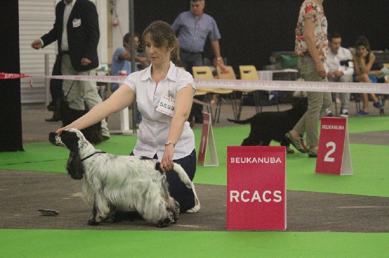 CH. Fatal-beauty du Domaine de Kérarzic Vilin - 1ère Excellente RCACS