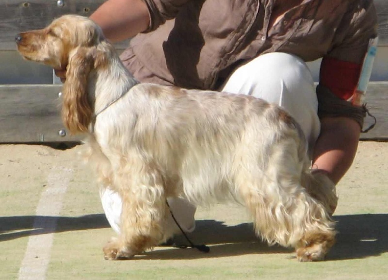 Elastic girl du Domaine de Kérarzic Vilin - 1er Excellent CACS BOBJ BOB BOG3