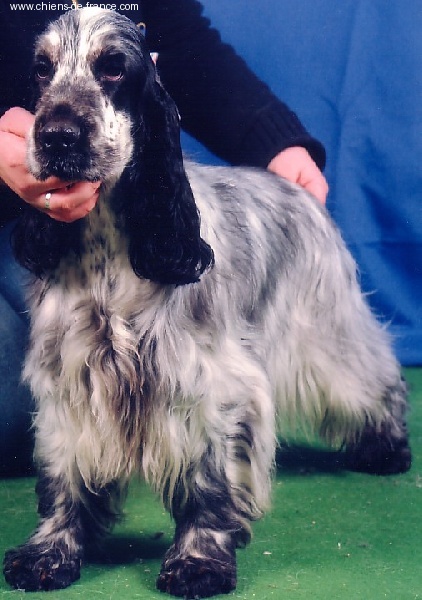 Umia des Epinais - 1ère Excellente, CACS