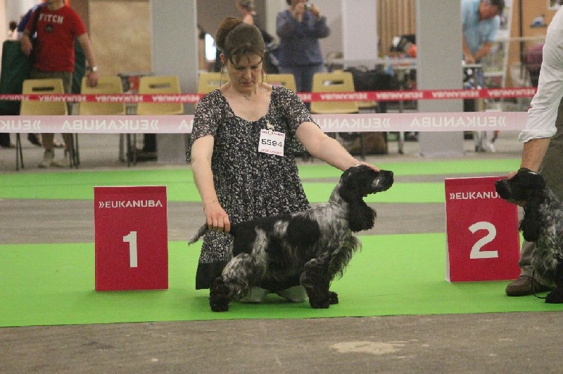 CH. I follow rivers du Domaine de Kérarzic Vilin - 1ère Excellente CACS