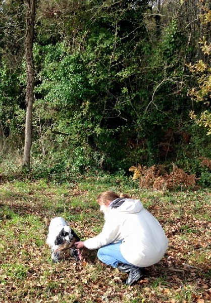 CH. Fatal-beauty du Domaine de Kérarzic Vilin - 4ème TB