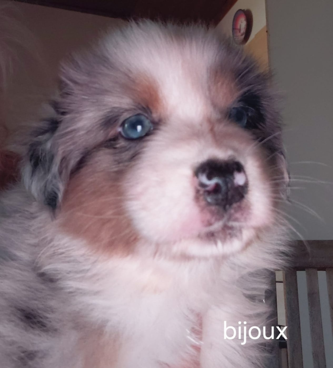 Bijoux - Berger Australien