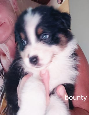 Bounty - Berger Australien