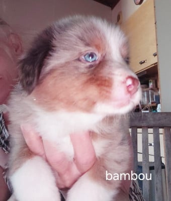 Les chiots de Berger Australien