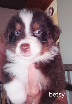 Les chiots de Berger Australien