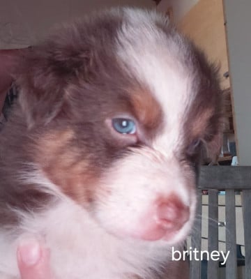 Les chiots de Berger Australien