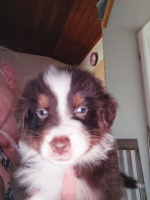 Les chiots de Berger Australien