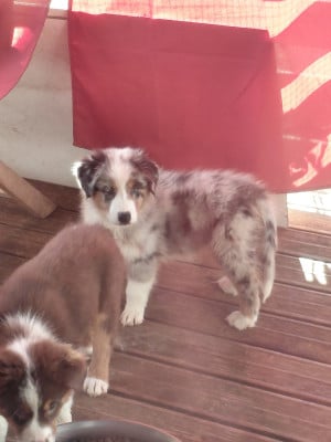 Les chiots de Berger Australien