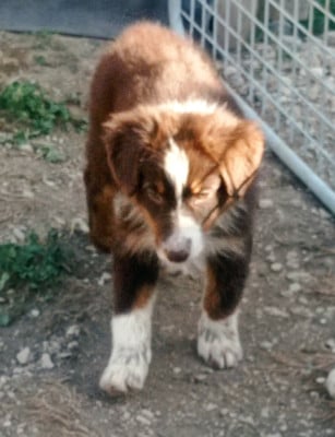 Les chiots de Berger Australien