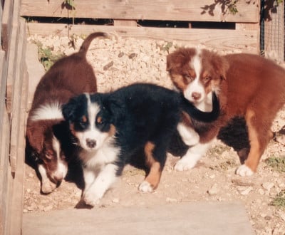 Les chiots de Berger Australien