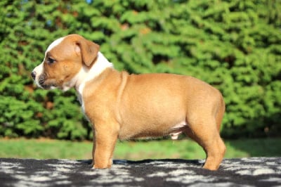 Les chiots de American Staffordshire Terrier