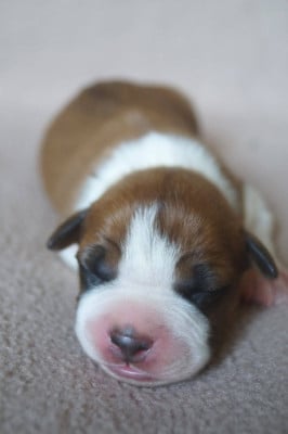 Les chiots de American Staffordshire Terrier