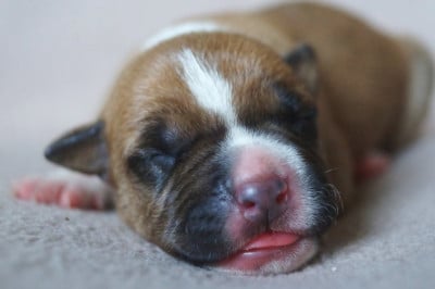 Les chiots de American Staffordshire Terrier
