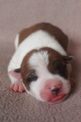 Les chiots de American Staffordshire Terrier