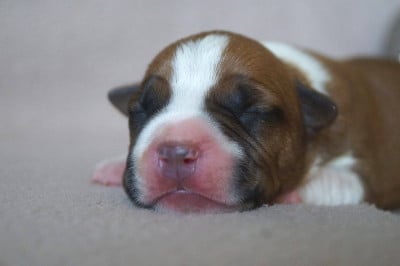Les chiots de American Staffordshire Terrier