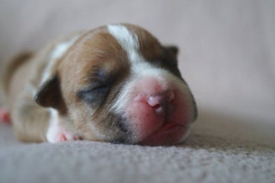 Les chiots de American Staffordshire Terrier