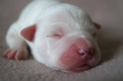 Les chiots de American Staffordshire Terrier