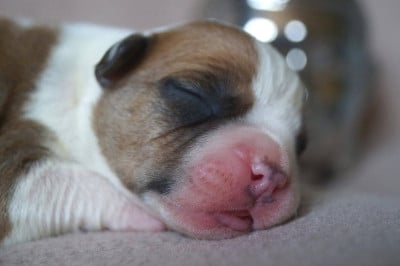 Les chiots de American Staffordshire Terrier